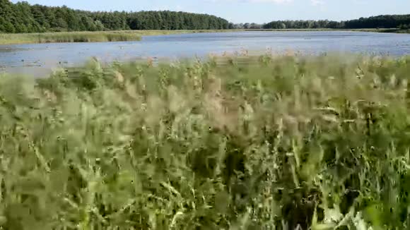 在湖边的芦苇视频的预览图