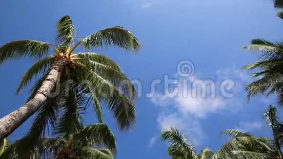 在棕榈树下视频的预览图
