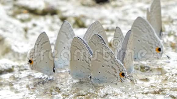 蓝蝶在热带雨林中吃矿物视频的预览图