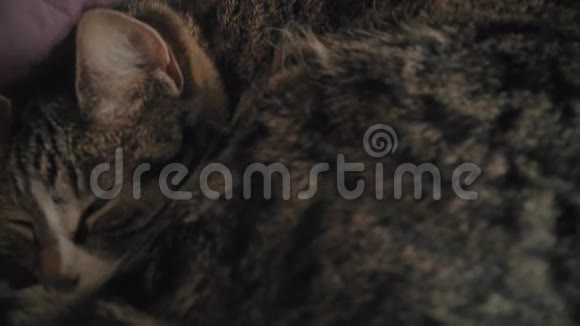 迷人的家居短毛猫视频的预览图