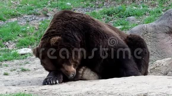 布朗熊在睡觉棕熊乌苏阿克托斯贝林亚纳斯的肖像视频的预览图