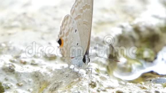 纤毛蓝蝶吃矿物视频的预览图