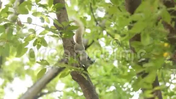树枝上的松鼠视频的预览图
