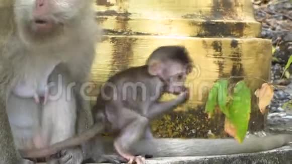 好奇的婴儿猴子与母亲视频的预览图