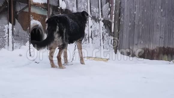 冬天的时候看门狗会用链子拴在狗舍上视频的预览图