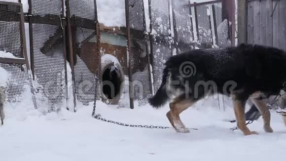 冬天的时候看门狗会用链子拴在狗舍上视频的预览图
