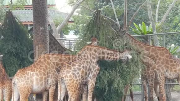动物园里的长颈鹿在鸟舍里走来走去吃东西视频的预览图