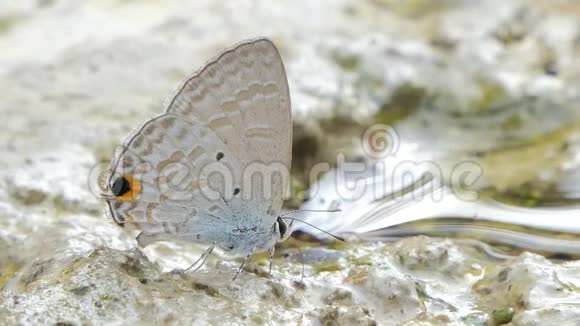 纤毛蓝蝶吃矿物视频的预览图