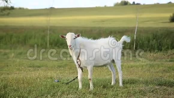 白山羊在田里放牧视频的预览图