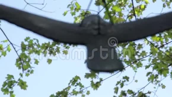挂在树上的假鸟视频的预览图