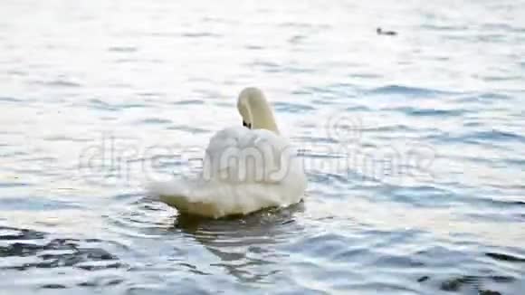 白天鹅独自在蓝湖游泳视频的预览图