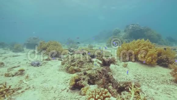 在海底珊瑚礁附近游泳的外来鱼类水下景观热带鱼在海水中游泳观看视频的预览图