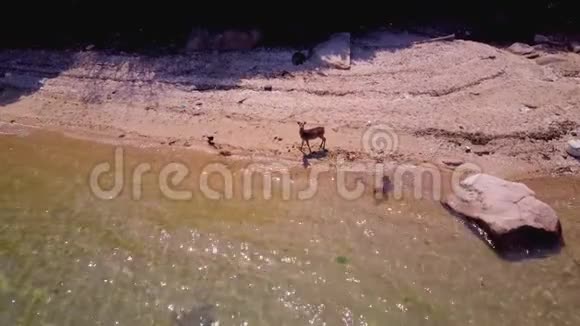 美丽岛屿上的野鹿空中4k拉动物园视频的预览图