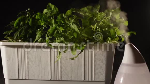 加湿器蒸汽喷雾在绿色植物上视频的预览图