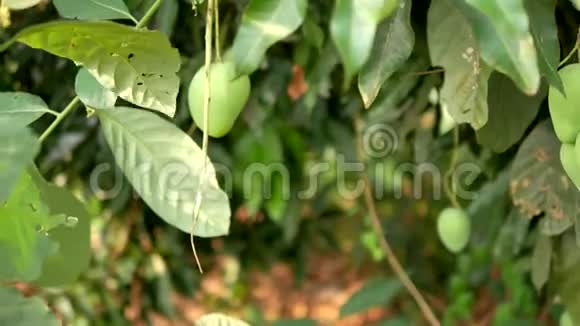 在大自然的地方多莉滑上未成熟的新鲜芒果果实视频的预览图