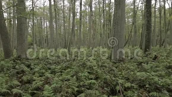 立陶宛库罗尼亚群岛上长满蕨类植物的森林视频的预览图