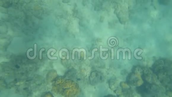 珊瑚礁探索视频的预览图