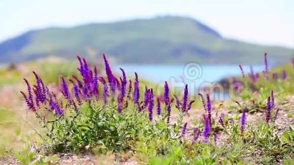 大自然夏紫草视频的预览图