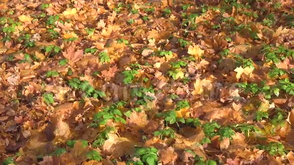 绿草上的黄色落叶晴天视频的预览图