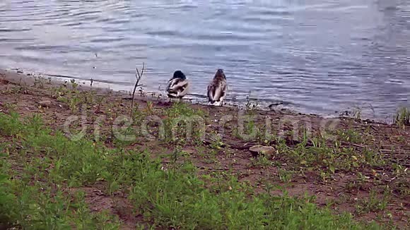 河上的鸭子一家视频的预览图