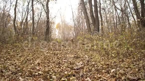 红狗沿着公园的秋叶奔跑视频的预览图
