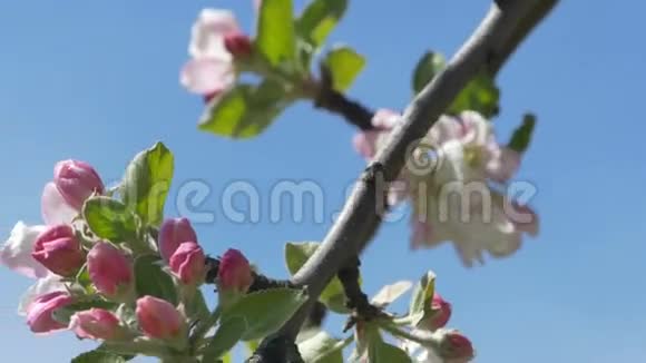 苹果Blossoms的分支视频的预览图