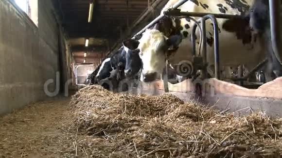 奶牛在农场吃饭视频的预览图