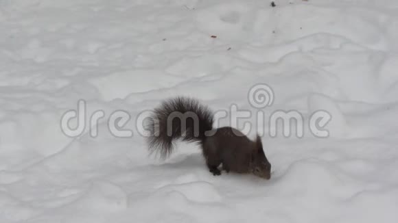 松鼠在雪地里寻找食物视频的预览图