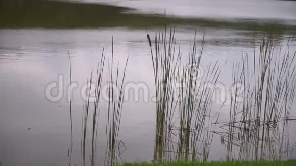 阴天湖中的和芦苇视频的预览图