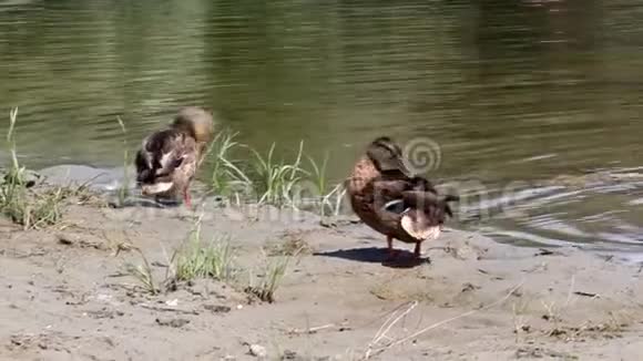 两只棕色的五颜六色的鸭子一起走视频的预览图
