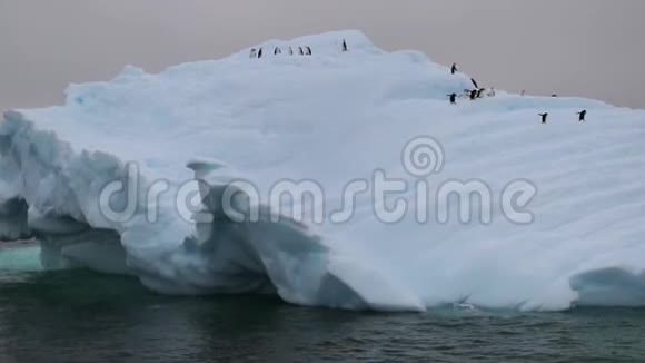 企鹅爬上冰川的斜坡视频的预览图