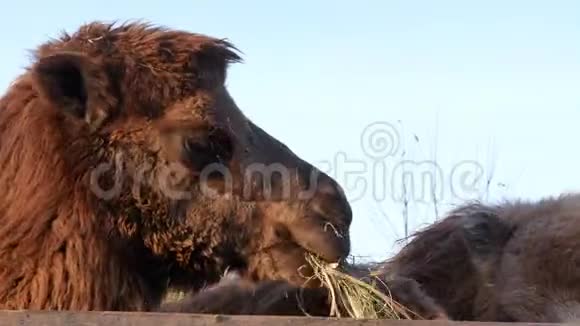 骆驼上草特写暑期视频视频的预览图