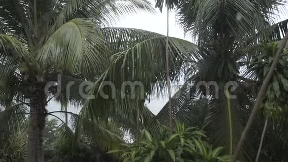 热带雨林树棕榈夏季泰国热带雨林自然室外水视频的预览图