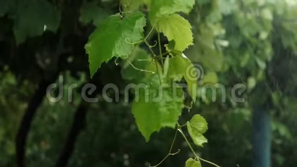 雨滴落在葡萄的绿叶上慢动作视频的预览图