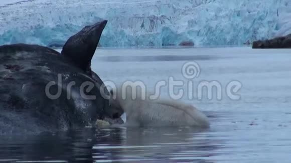 白极熊在斯瓦尔巴岛岩石海岸附近的水中吃死鲸视频的预览图