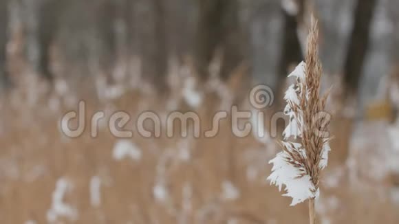 在寒冷的冬天早晨芦苇覆盖着霜在微风中摇曳视频的预览图