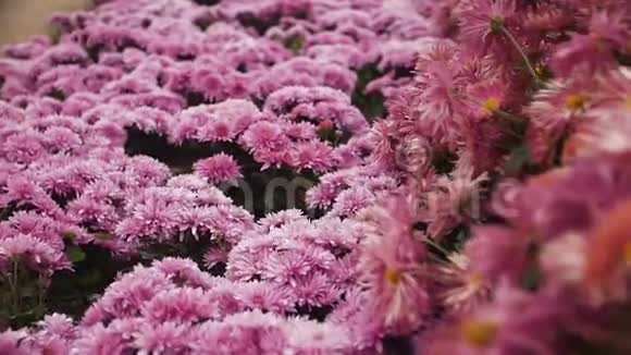慢镜头从生长紧密的粉红色花朵中飞过覆盖在粉红色菊花上视频的预览图