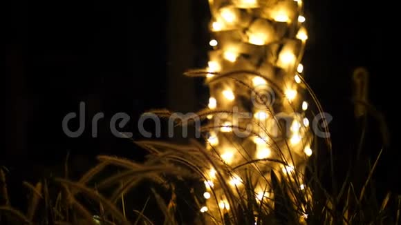 特写镜头在黑暗中在棕榈树树干的背景下点缀着照明小穗和草视频的预览图