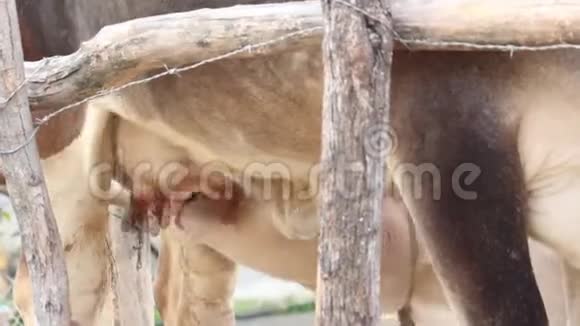 幼牛吃母牛奶视频的预览图