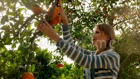 从柑橘园的树枝上摘橘子的年轻女子果树园视频的预览图