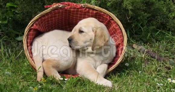 黄色拉布拉多猎犬小狗在篮子里玩耍诺曼底慢动作视频的预览图