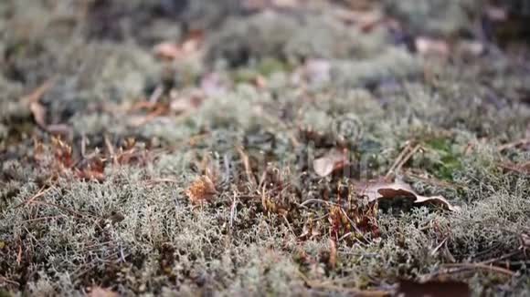 森林里的地上长满了苔藓视频的预览图