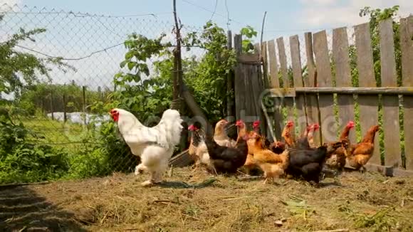 免费的野鸡在农场的院子里游荡视频的预览图