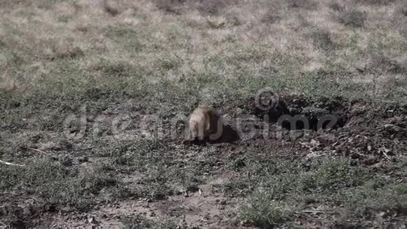 草原狗在田野里视频的预览图
