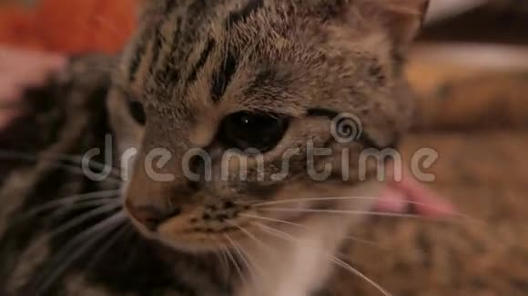 一只猫的特写镜头4UHDK视频的预览图