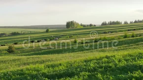 一群奶牛在夏天的绿色田野上4K视频的预览图