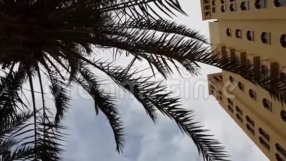 酒店大楼顶天立地的棕榈树视频的预览图