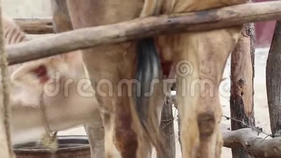 幼牛吃母牛奶视频的预览图