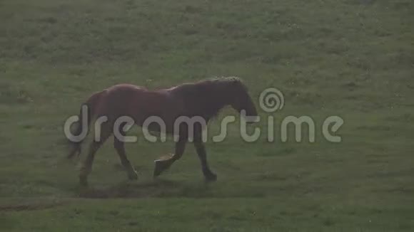 早晨雾中的马视频的预览图