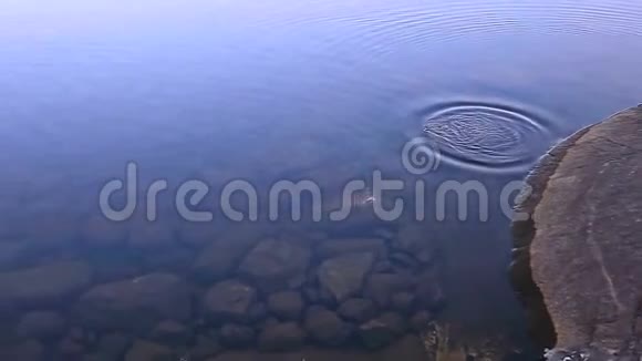 从湖水水獭中出现视频的预览图